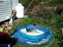 high dive