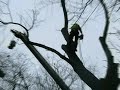 Large Poplar tree removal, Congleton England