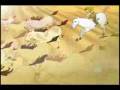 videos de cuisillos .wmv