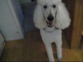 Canis lupus familiaris - Lan Standard White Poodle Cute Dog