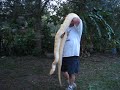 Bernice the Burmese Python