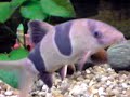 Clown loaches waiting for food.