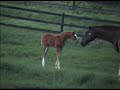 Royal Prince filly Exploring her world