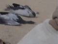 صيد الكرك في السعوديه    Hunting in Saudi Arabia