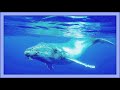 ~ Sound Therapy - Whales Singing ~