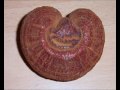 Reishi Tea and Reishi Tonic