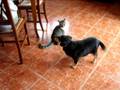 videos de Micia attacca cagnolina grassa