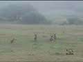 Son las 5 de la tarde. No sabiendo qué hacer en lo que resta del día, me decido a dar una última vuelta por las inmediaciones de Tremaya. Es una caminata que he repetido muchas veces desde niño. El bosque, en esta época del año, ha ido perdiendo el ropaje de sus hojas, que se han ido transformándose en una gama infinita de amarillos y anaranjados. El suelo se ha cubierto de un manto esponjoso que a cada rato me delata ante los demás animales por el sonido que, sin querer, produzco con cada paso. A fin de hacer el menor ruido posible voy caminando sobre el piso húmedo de un pequeño arroyo. De vez en cuando me paro a escuchar, imitando así una conducta de la cual depende la supervivencia de muchos de los animales.. No espero encontrarme ni un mosquito. La subida es tan pendiente que me obliga a duplicar los descansos para esperar a que se regule mi ritmo cardíaco. Llevo 30 minutos caminando y de pronto siento escuchar algo, dirijo la mirada hacia ese lugar y sólo llego a notar una bola negra que desaparece en milésimas de segundo. Me quedo parado creyendo haber percibido algún espejismo como tantas veces me ha sucedido. Recuerdo  cuando vi, con toda claridad,  un venado con sus cuernos perpendiculares mirándome de frente, para percatarme luego, al acercarlo con el zoom de la cámara, que se trataba de dos palos inexplicablemente colocados; o cuando contemplé un jabalí echado con su rabo entre las patas que solo era un capricho más de la naturaleza. Sigo mirando hacia el lugar desde donde creo haber escuchado algo y tras unas ramas de haya va apareciendo una tremenda cabeza con dos pequeñas orejas redondeadas que me mira de soslayo. Me quedo inmóvil fascinado por haber encontrado lo que siempre deseé. Lo veo tras el visor de la cámara. Empiezo a filmar y de vez en cuando levanto un poco la cabeza para verlo con los dos ojos. Me parece una escena irreal. Nunca había contemplado un animal de esas dimensiones en el bosque. El oso se mueve hacia su derecha, siempre escondido tras la vegetación. No deja de mirarme. Sabe que estoy ahí. Mi emoción va en aumento. El oso se pone frente a mi tras un haya y solo puedo ver sus orejas que se asoman por ambos lados del tronco. Comienza un juego que no logro entender. Hecha una carrera corta, frena y continúa su travieso comportamiento. Luego corre velozmente, y cuando creo haberlo perdido para siempre de pronto aparece de nuevo en la escena. Se para y da tres pasos de frente a mi. Es en este momento cuando paso de la alegría al miedo, miro alrededor por ver si hay algún árbol de haya cercano donde protegerme en caso de peligro. El oso levanta la nariz, me huele, quizás me confunde dado que yo no hago ningún movimiento, se agacha a recoger unos hayucos, emprende otra carrera, y tan rápidamente como apareció se pierde tras un montículo, esta vez para no regresar. Dejo de filmar y, sin moverme de donde estoy, percibo dos sentimientos contrarios: desilusión por haberse acabado la danza y una alegría inmensa por haber vivido un rato de armonía con un universo de acciones indescriptibles que se nos está escapando. Me regreso a casa y no puedo olvidar el momento. Enciendo la televisión, conecto la cámara y veo con más calma lo que me pareció ser un instante. Mi encuentro con el oso había durado 3 minutos.