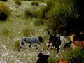 walking dogs part3 and disapearing
