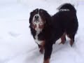 Bernese Mountain Dog (Yao in the snow)