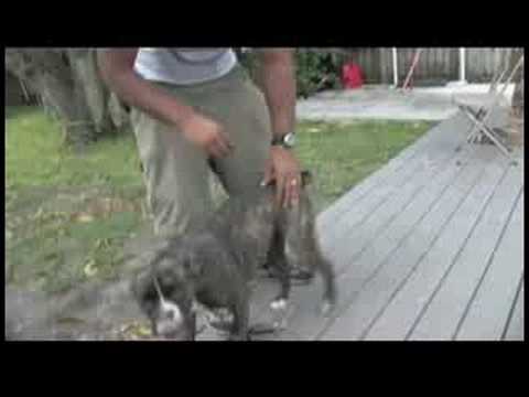 how to train a dog not to snap