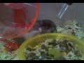 Ciro and Dory mating (winter white hamster)