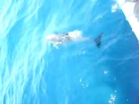 Visite des dauphins dans le Nord du Maroc (107 lectures)