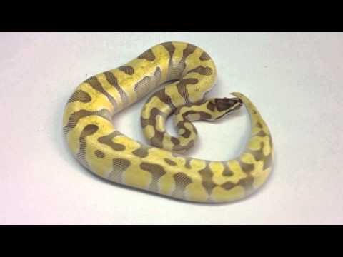 YouTube reptile video