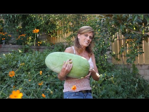 How to Grow Square Watermelons