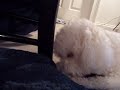 puppy puppy