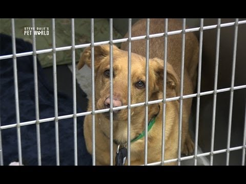 how to cure kennel cough
