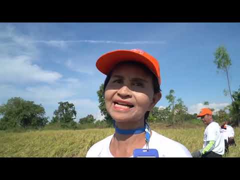 ลงแขกเกี่ยวข้าว แปลงนาสาธิตบ้านโคกสามัคคี