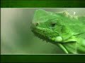 Brazil for Travelers - Caatinga Brazil for Travelers - Caatinga