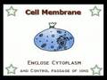 Organelles: Cell Structure