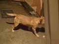 staffy (bruce) and pittbull (scooby) play fighting