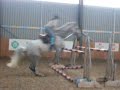 Suggie Jumping Suggie Jumping