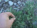 her yer kekik ve ardıç kaplı - Gireniz Hisar Karakekik yaylası-2
