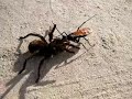 Enlace a Avispa VS Tarántula, quién lo iba a decir