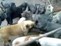 Uberto Gasche feeding Neapolitan Mastiff