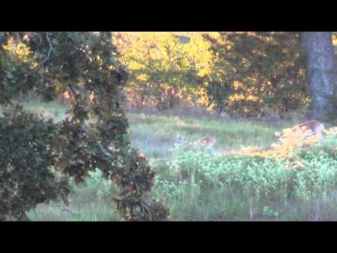 East Texas Wildlife Ramch