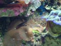 Amazing Reef Aquarium - GoCool Part 3 ????????? ?? ?????