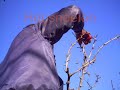 Fruitbomen snoeien met Buis