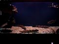 current tank.....