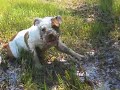 Jables at Lake Wilson