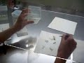 plant tissue-mikro çoğaltım-bitki doku kültürü-heypericium