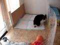 title="Puppy