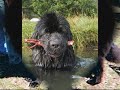 ~ Newfoundlands ~