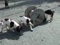 Environmental Enrichment at Fjellanger Dog Training Academy