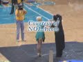 New Orleans Hornets Game Experience - Hornets vs. Heat