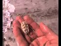 Delray Beach Sand Flea