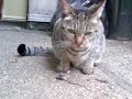 horror kat