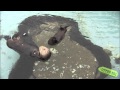 Otter 501 Grooms Herself