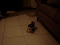 Perro Chihuahua Beb�