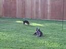 Buddy & Darla