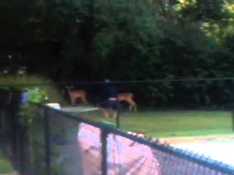 Brad clark and deer