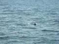 Sperm whale lying on the surface