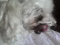 Nikinha almo�ando