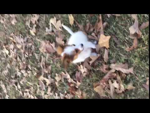 AKC papillon male puppy. White and sable. Current on vaccines.