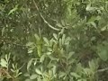 Gedem- Iron woods Gedem- Iron woods