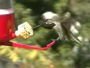 Anna's Hummingbird